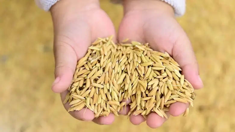 The Science Behind Why You See Some Green Grains In Brown Rice