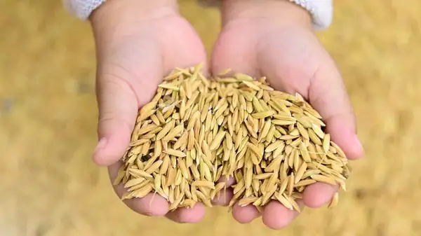 La ciencia detrás de por qué se ven algunos granos verdes en el arroz integral