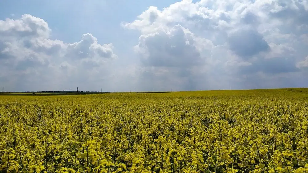 Satellite data uncovers 10.6 million acres of illegal farms in 'Europe's breadbasket'