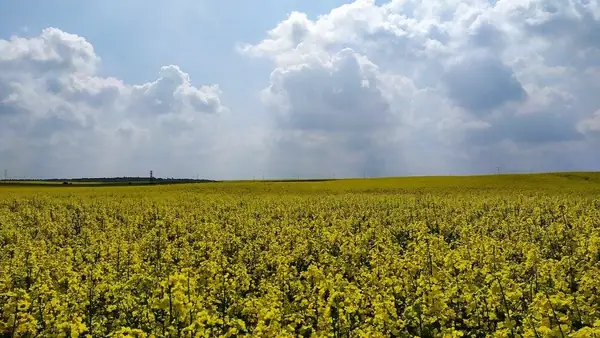 Satellite data uncovers 10.6 million acres of illegal farms in 'Europe's breadbasket'