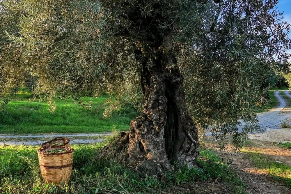 A pesar de los costes, los productores de olivo italianos continúan con la transición a la agricultura ecológica