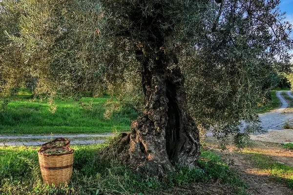Despite Costs, Italian Olive Farmers Continue Organic Transition