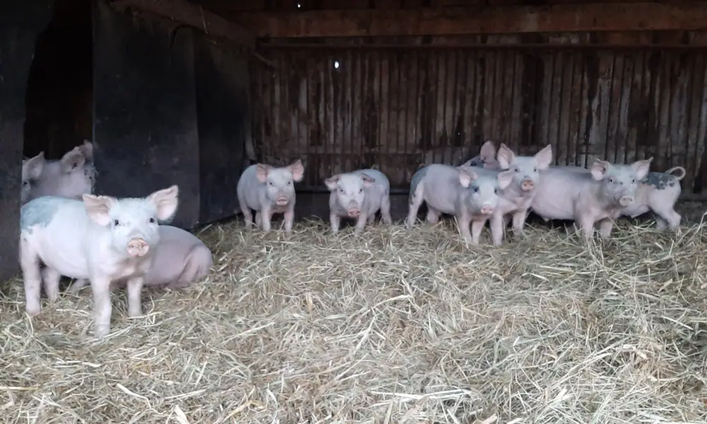 This Farm Does Pork Production Differently