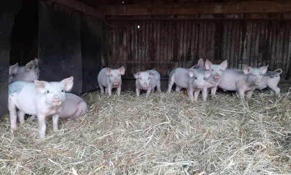 This Farm Does Pork Production Differently
