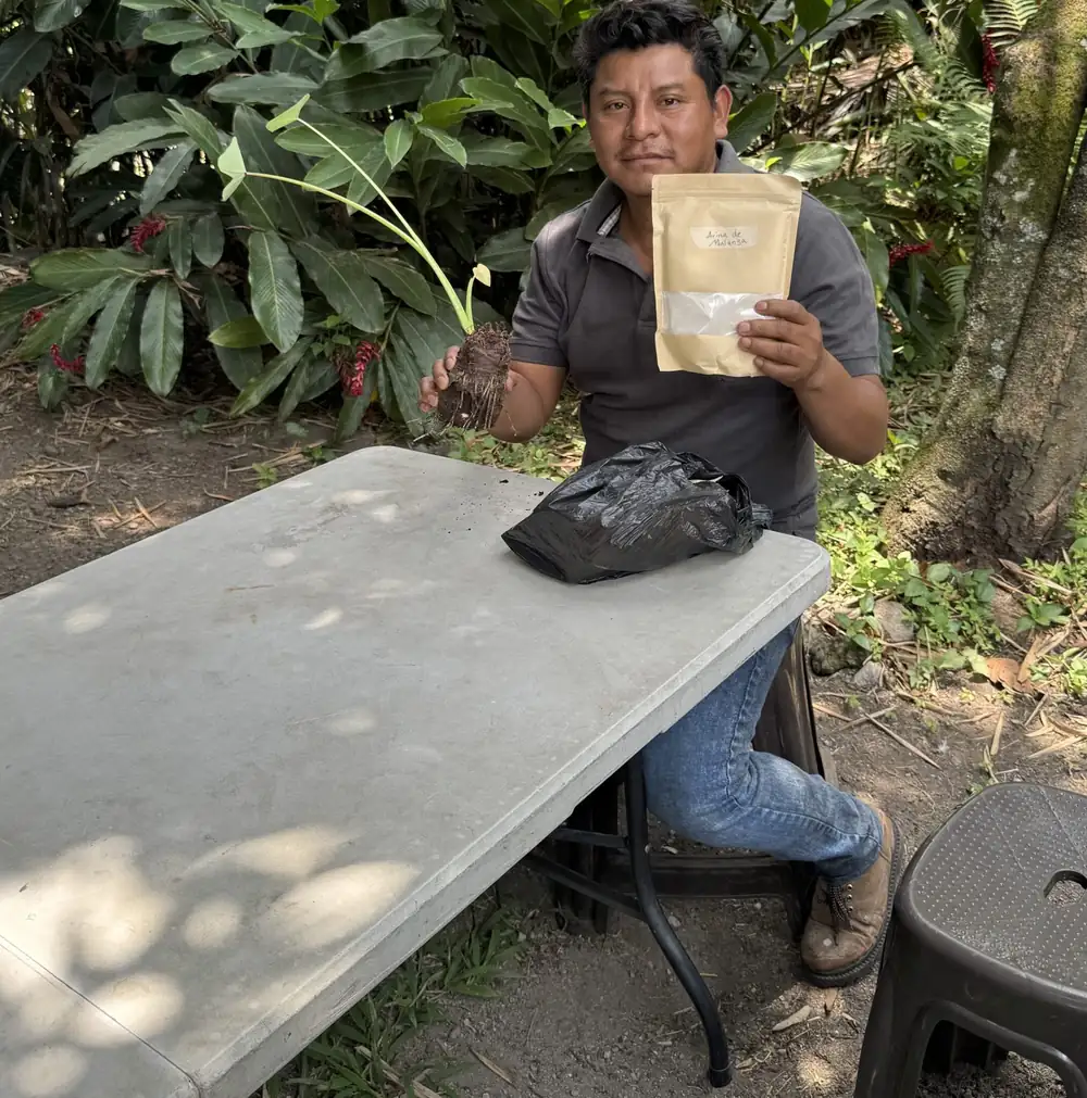 Pero el café no es el único cultivo: los agricultores guatemaltecos están convirtiendo la harina de taro en una nueva fuente de ingresos
