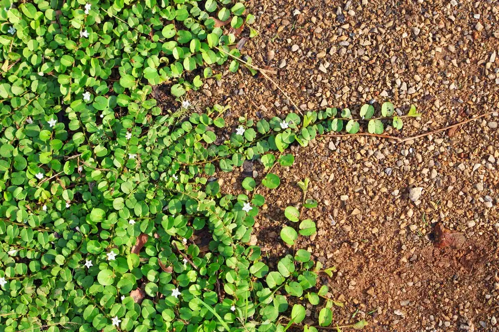 La agricultura de conservación genera una “cascada de ahorros de costes” para los agricultores – Informe de EDF