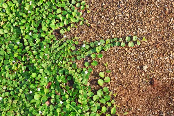 Conservation Agriculture Creates a “Cascade of Cost Savings” for Farmers – EDF Report