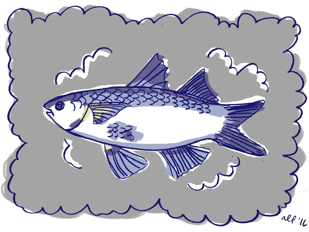 Now's the Time to Eat Smoked Mullet, a.k.a. Southern Lox