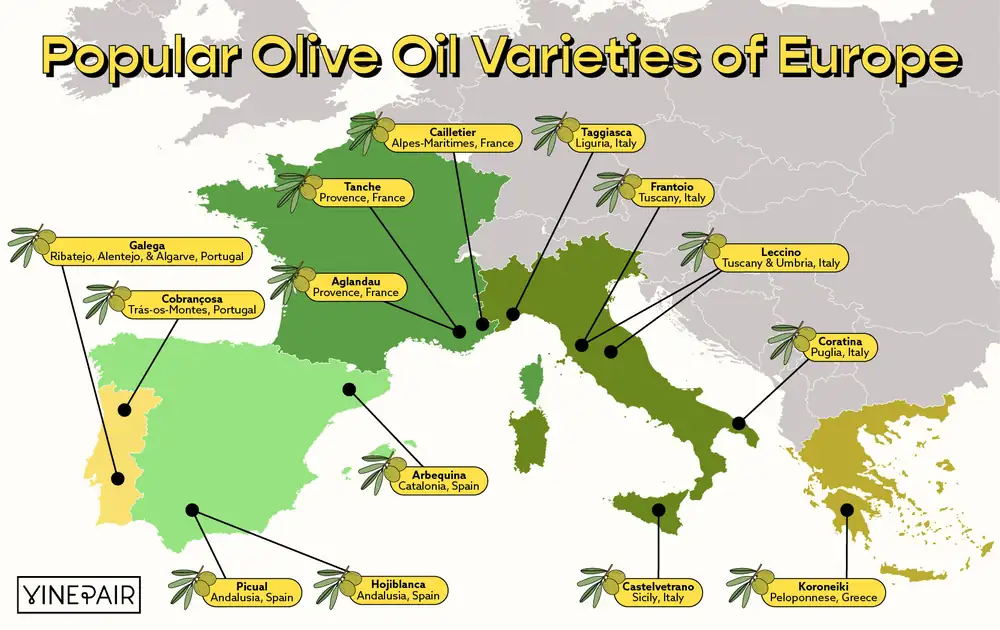 Una guía visual de las variedades de aceite de oliva más populares de Europa, desde Koroneiki hasta Picual