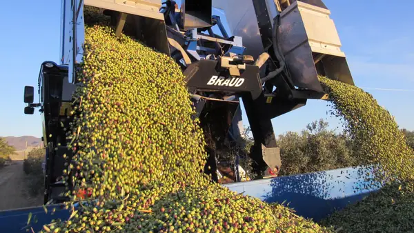 Producers in Spain Cap Strong Harvest with Quality Awards