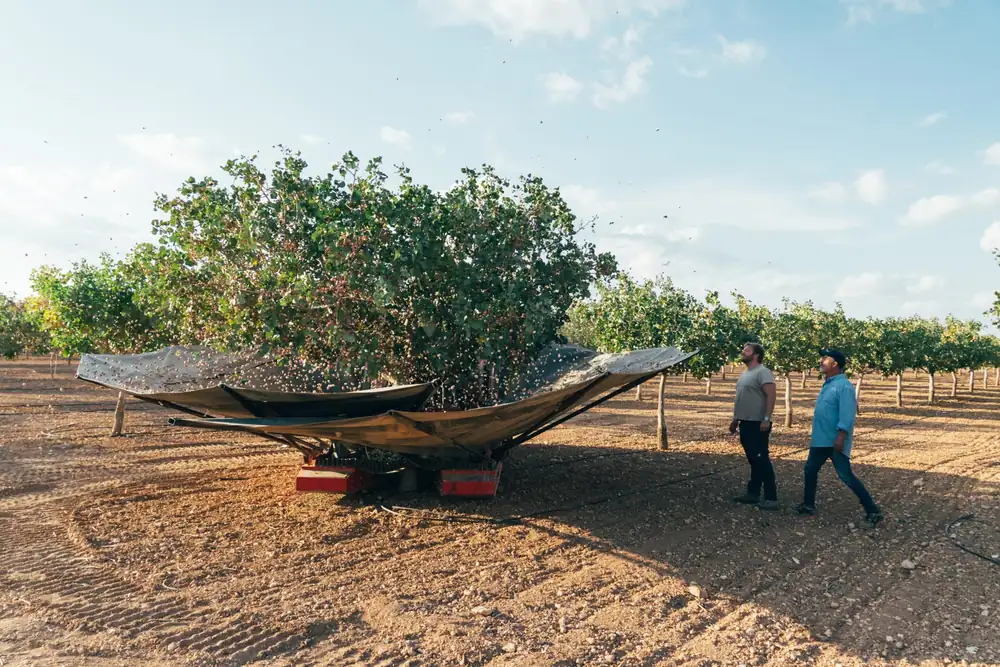 El clima pone a prueba la calidad de la cosecha de pistachos españoles