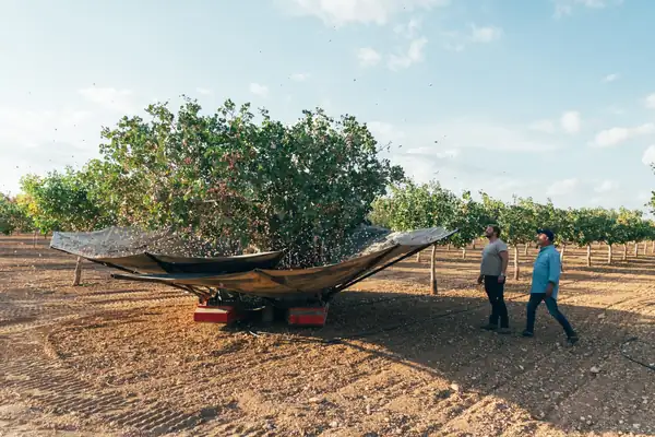The weather puts the quality of the Spanish pistachio harvest to the test