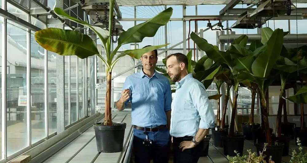Tropic bags $105m to scale gene-edited bananas, deploy TR4 resistant bananas in 2027