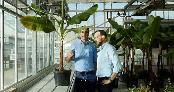 Tropic consigue 105 millones de dólares para ampliar la producción de plátanos modificados genéticamente e implementar plátanos resistentes al TR4 en 2027