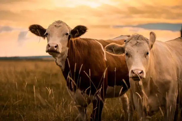 Poll: Majority of Gen Z is in Favor of a Vegan Diet, With 7-in-10 Planning to Stay Vegan Over Next Five Years