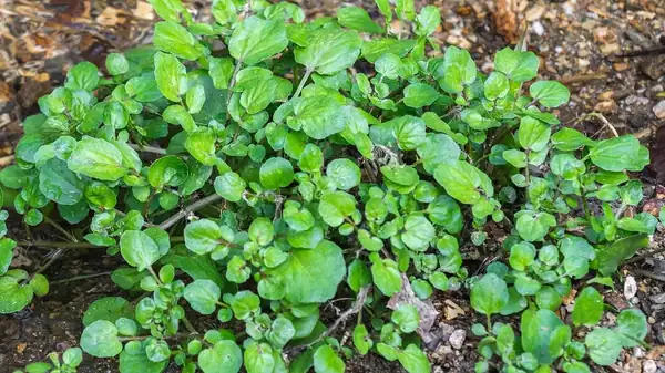 The healthiest vegetable in the world? A bag of seeds costs only 35 CZK and can be grown in a box on the balcony