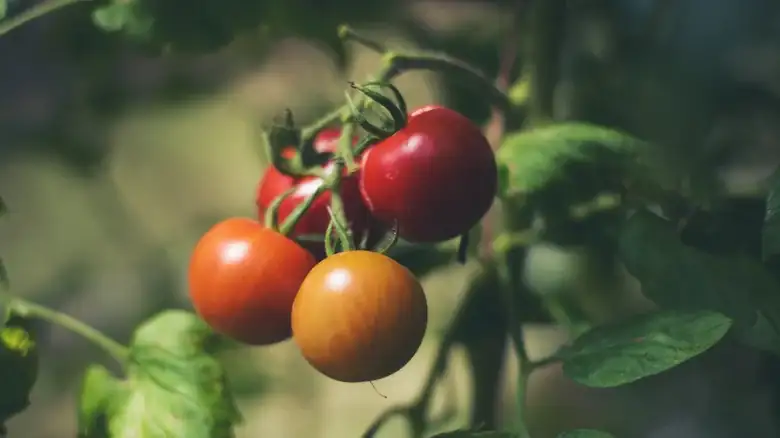 Are 'Vine-Ripened' Tomatoes Better Or Just A Marketing Scheme?