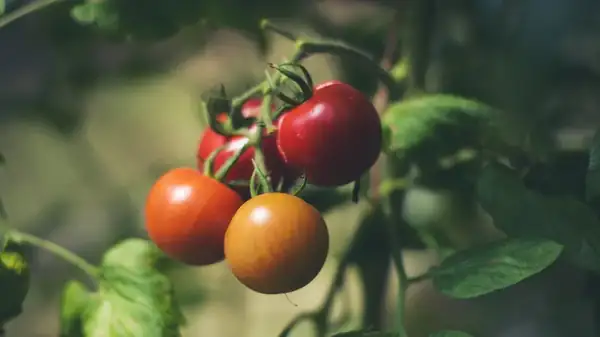 Are 'Vine-Ripened' Tomatoes Better Or Just A Marketing Scheme?