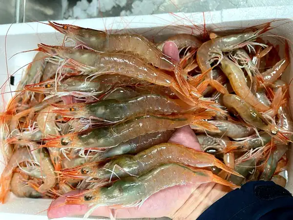 Los Marinos José tops the European list of casual restaurants