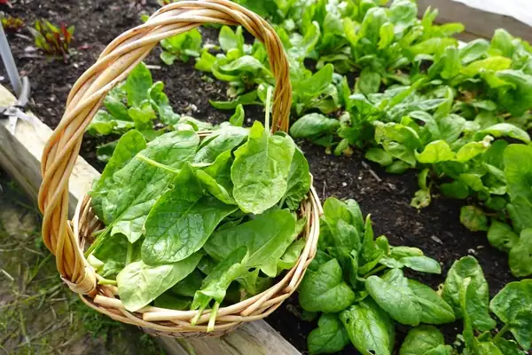 ¿Cuándo plantar espinacas? Época de siembra y guía de cultivo