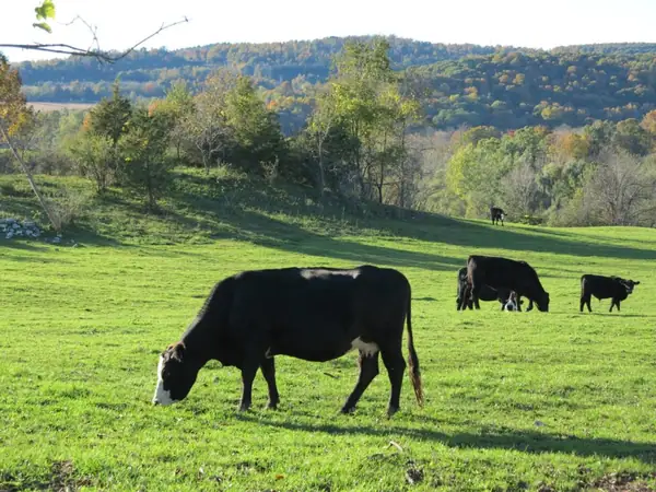 What Does the Amazon, Whole Foods Deal Mean to an Organic Farmer in the Hudson Valley?