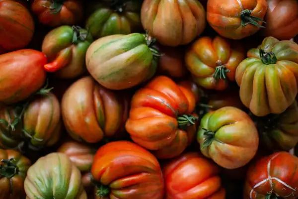 'Heirloom' tomatoes preserve the flavors of the past