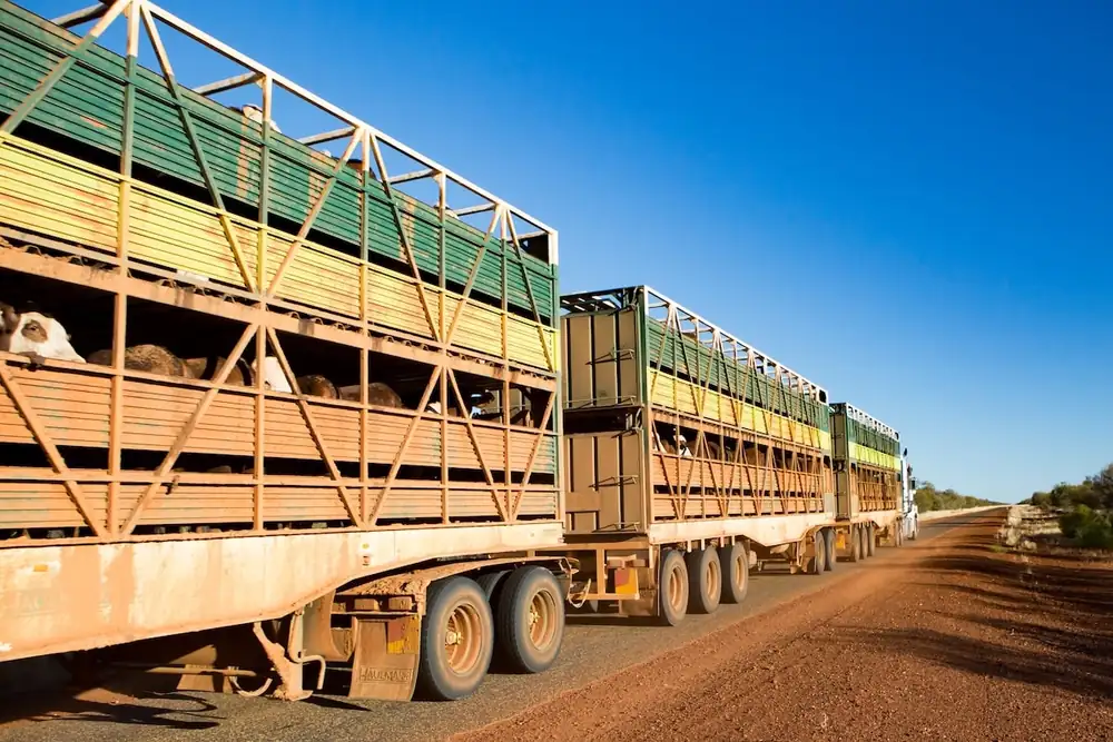 New Meat Standards Australia transport pathway for producers