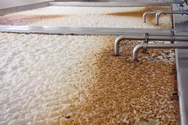 Yeast determines a large part of the flavor of beer.
