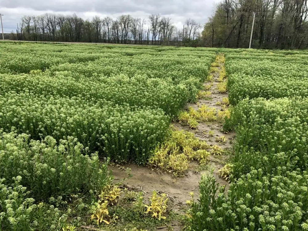 Cash cover crop developer CoverCress harvests $5m for Fall 2021 commercial debut