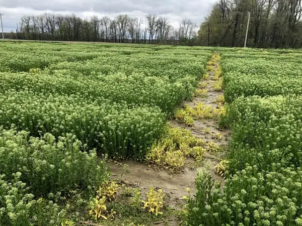 Cash cover crop developer CoverCress harvests $5m for Fall 2021 commercial debut