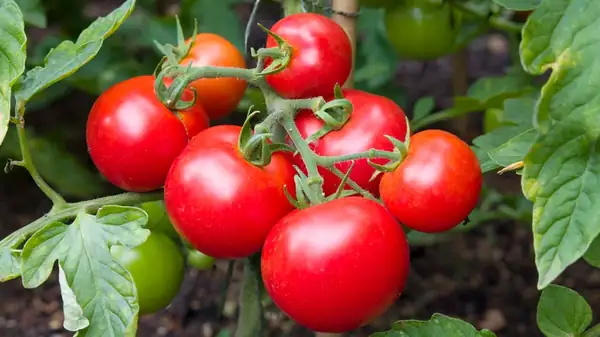 The Best Type Of Tomatoes To Use For Your Homemade Pasta Sauce