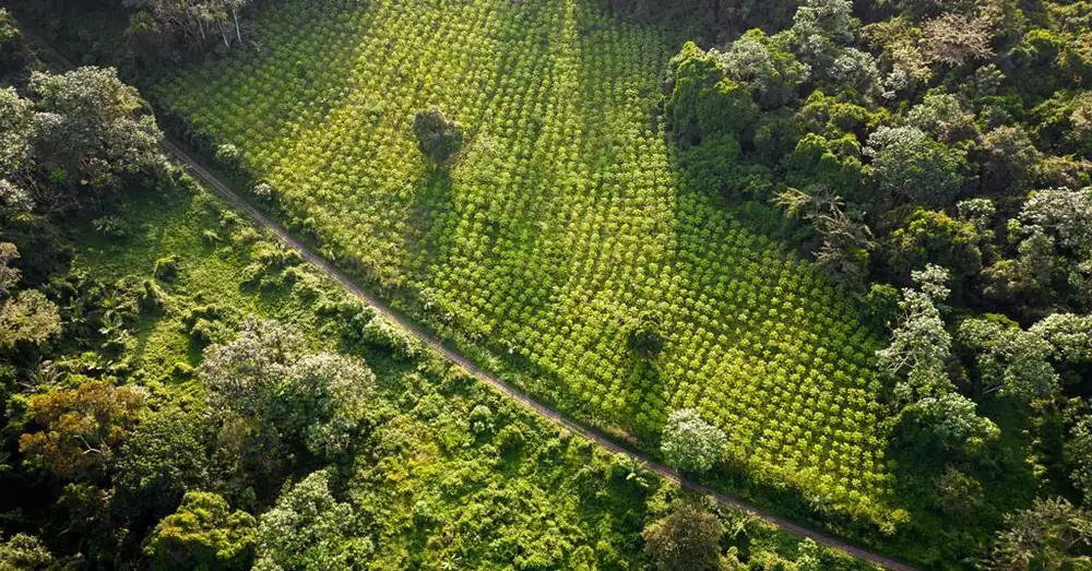 Chocolate industry unveils guidance to boost sustainability