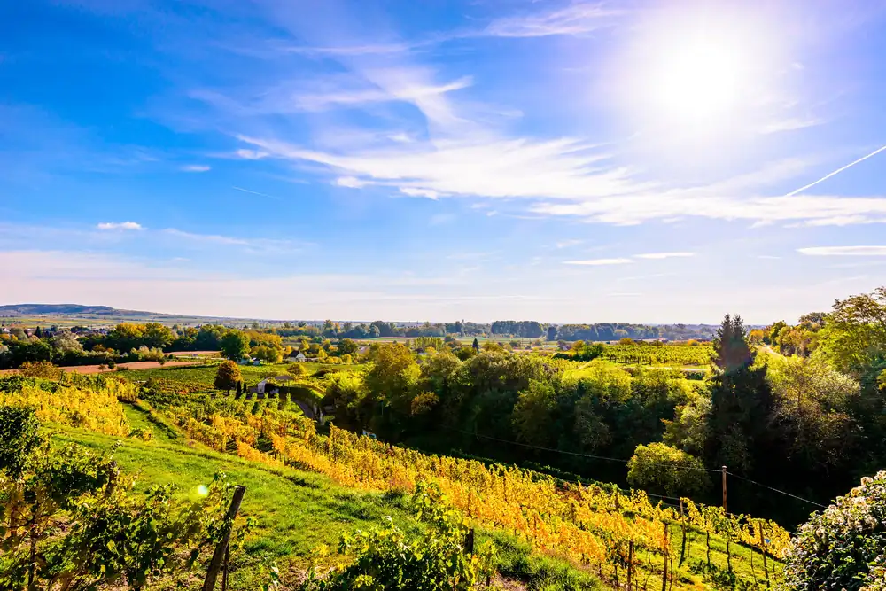 Ludwig Ehn winery in Langenlois