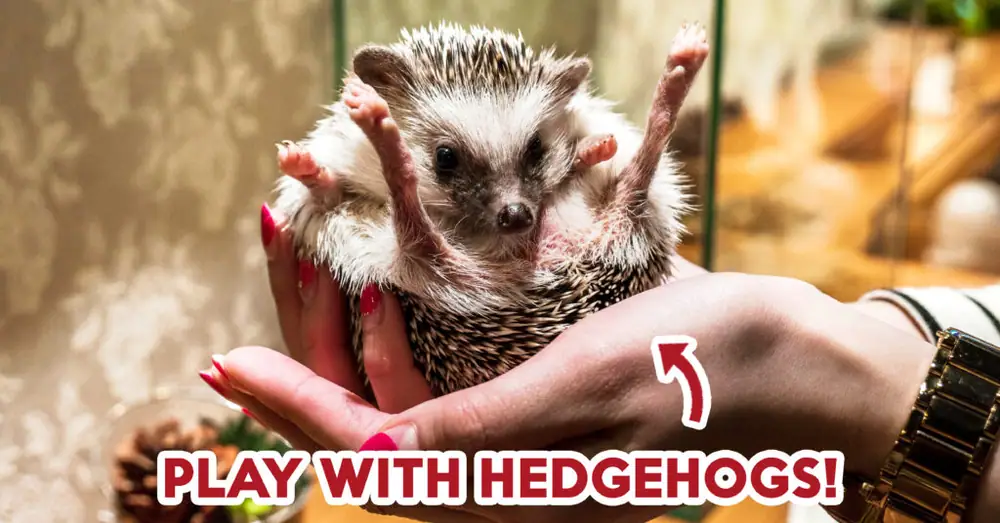 Harry’s Hedgehog Cafe: Feed And Play With Hedgehogs In Tokyo