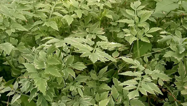 What is minari and what does this Asian herb taste like?