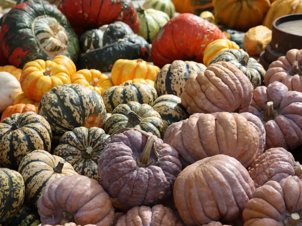 How to store pumpkins properly: These tips will keep them fresh for months