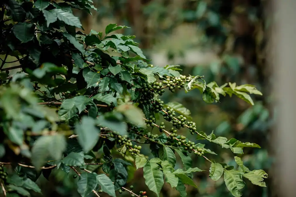 Can Regenerative Coffee Farming Deliver Living Incomes? It Depends, Analysis Shows