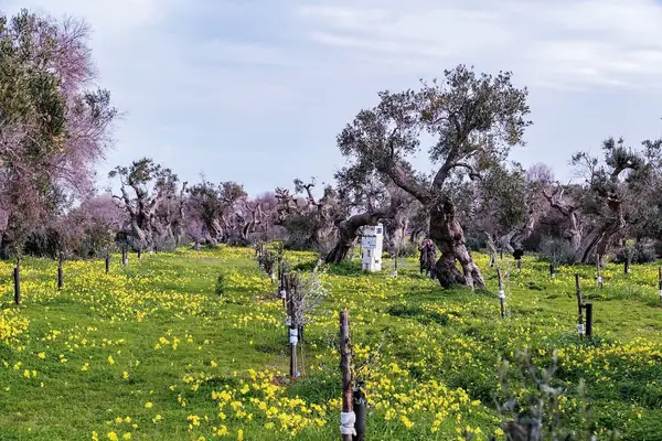 A Xylella-Hit Farm Becomes a Hub for Biodiversity, Education, Art and Solidarity