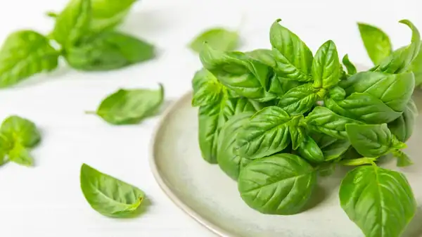 Basil keeps better at room temperature than in the refrigerator