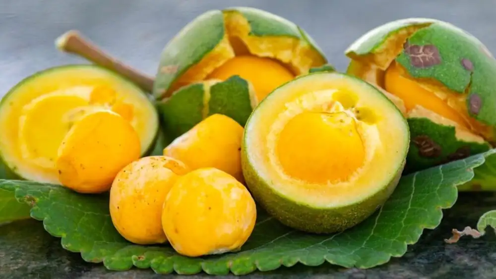 The Brazilian fruit you should never bite into: what is pequi and how to eat it safely