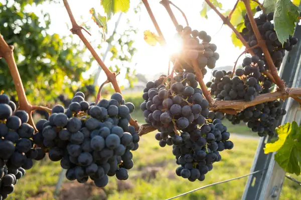 Five factors that determine who gets Michelin's new wine recognition