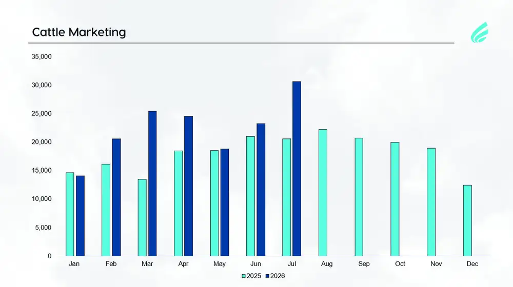 Namibia in Numbers: Namibia’s cattle market shows signs of recovery