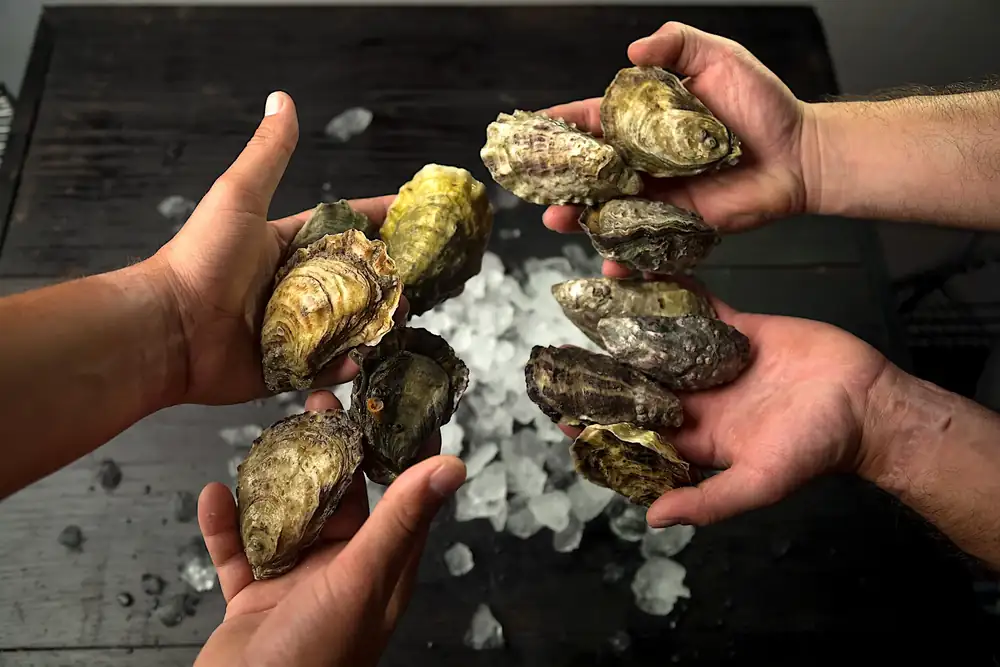 Oysters, the culinary treasure of Magdalena Bay