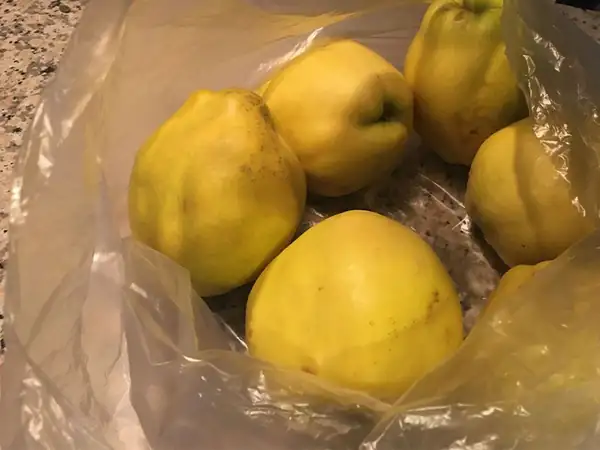 How to ripen a firm but unripe quince that was purchased from a store.