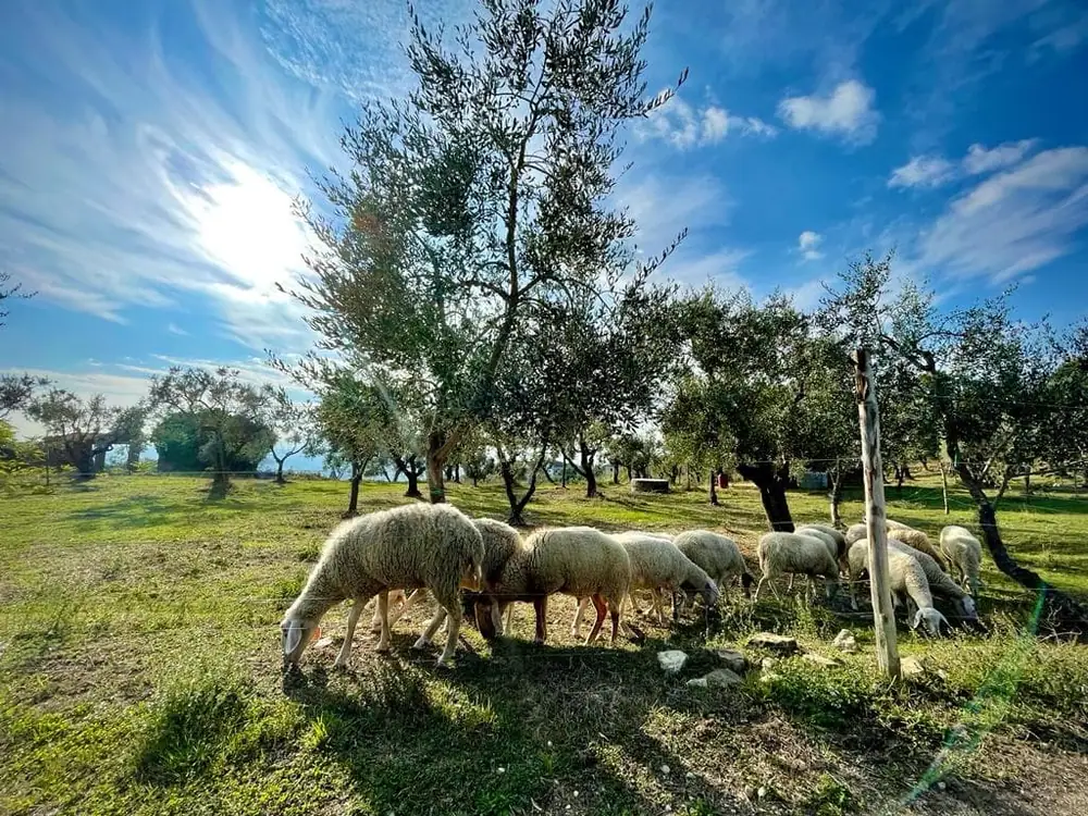 Sustainable, Low-Cost Process Turns Olive Pomace Into Nutrient-Rich Sheep Feed