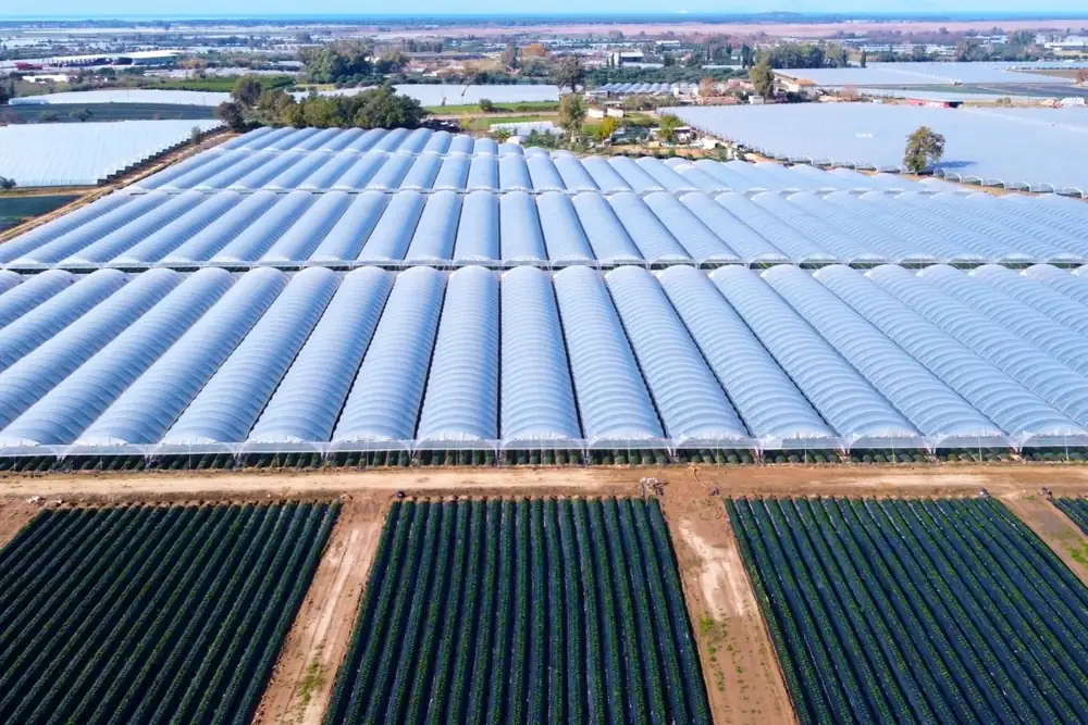 “We are seeing strawberry growers significantly expanding their acreage”