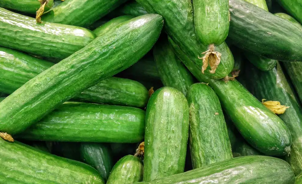 Cucumber: how to choose, prepare and store it