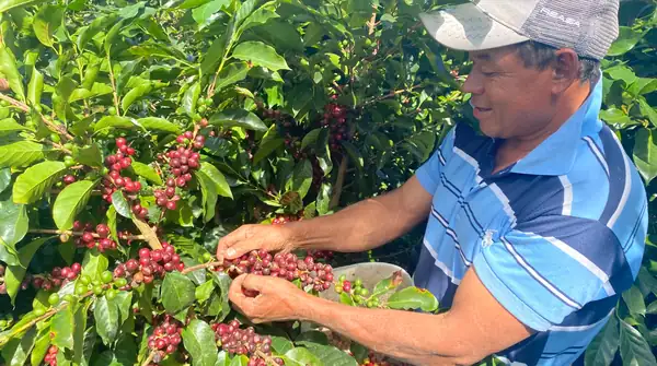 EUDR is Accelerating Farm Modernization, But Threats to Smallholders Remain