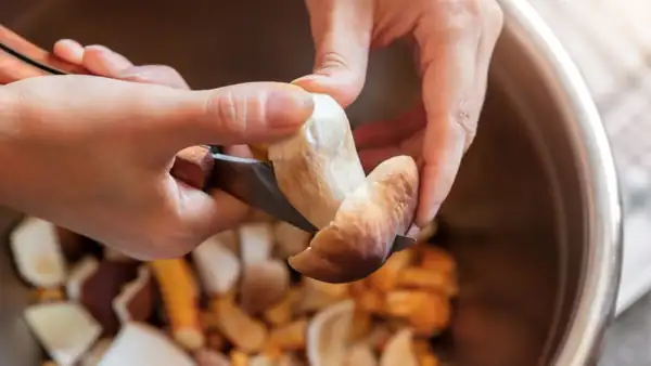 Should you eat the sponge under porcini mushrooms or remove it? Here are the cases in which it's best to discard it
