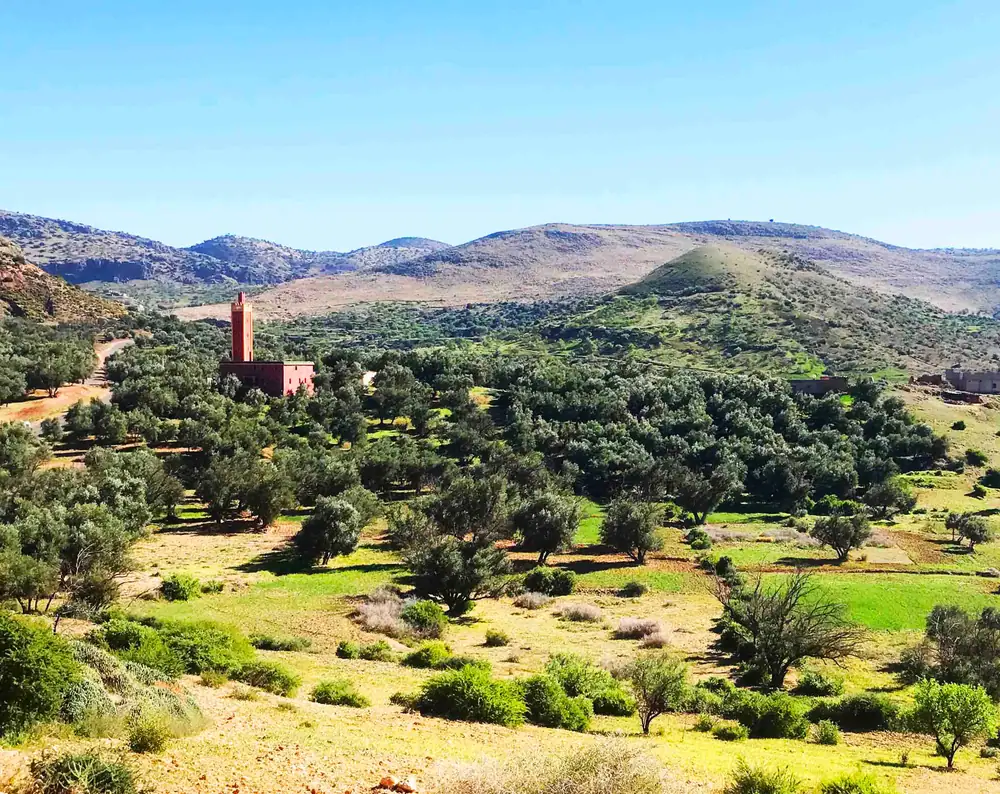 Morocco Gold: Traditional Wisdom and Modern Technique Meet in the Best Extra-Virgin Olive Oil